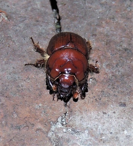 Pereirabolbus tucumanensis