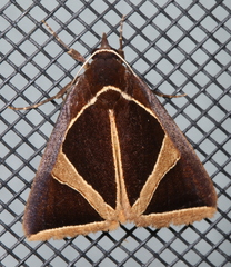 Agamana conjungens