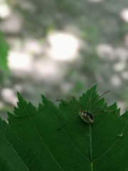 Phalangium opilio