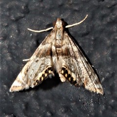 Petrophila fulicalis