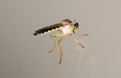 Ommatiinae