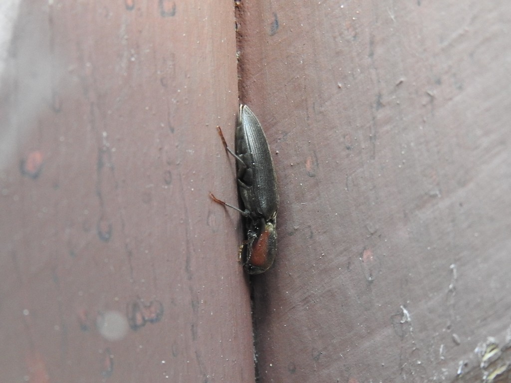 Dark Click Beetle