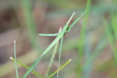 Acrida cinerea