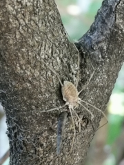 Phalangium opilio
