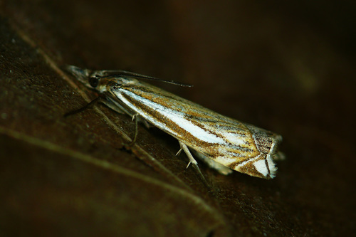 Scarce Grass-veneer, photo 2 of 10