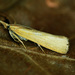 Pediasia luteella - Photo (c) Michał Brzeziński, some rights reserved (CC BY-NC), uploaded by Michał Brzeziński