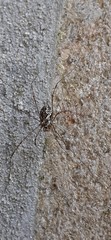 Megabunus diadema