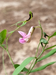 Lathyrus niger