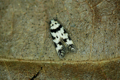Pseudotelphusa scalella