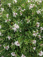 Daphne alpina