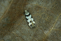 Pseudotelphusa scalella