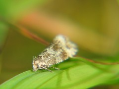 Syricoris