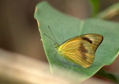 Appias nero
