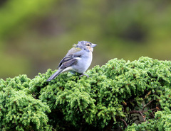 Fringilla coelebs moreletti