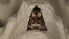 Abrostola tripartita