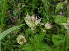 Astrantia