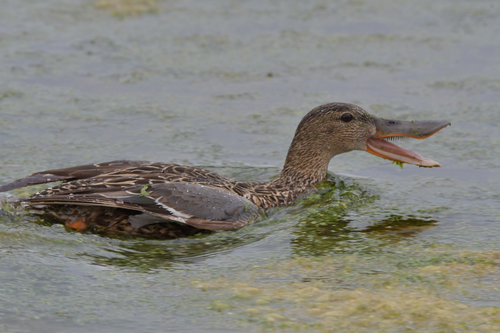 Foto de Northern Shoveler