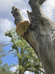 Cerioporus squamosus