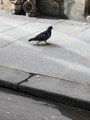 Columba livia domestica