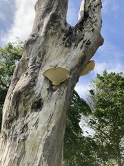 Cerioporus squamosus