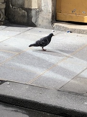 Columba livia domestica