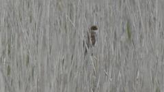 Acrocephalus arundinaceus