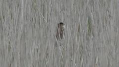 Acrocephalus arundinaceus