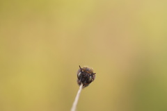 Anthidium punctatum