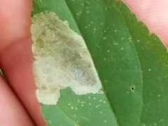 Calycomyza ambrosiae