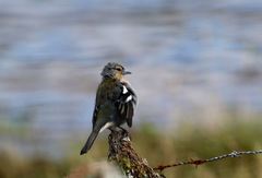 Fringilla coelebs moreletti