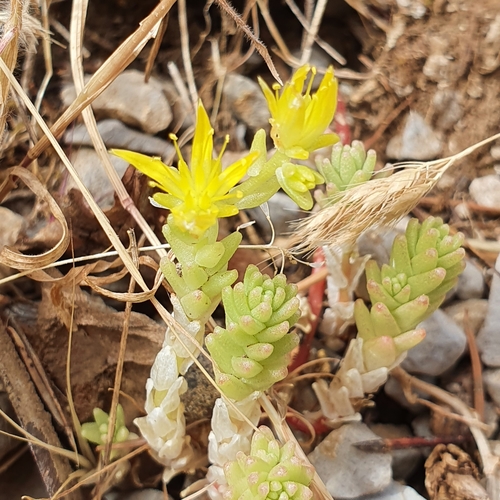 Sedum acre subsp. neglectum image