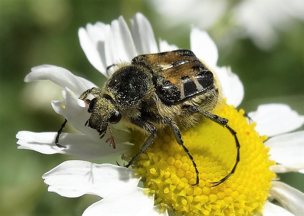 Hairy Flower Scarab