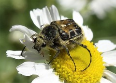Trichiotinus affinis