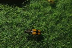 Panagaeus cruxmajor
