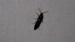 Melanotus castanipes