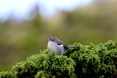 Fringilla coelebs moreletti