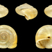 Perforatella incarnata - Photo (c) H. Zell, algunos derechos reservados (CC BY-SA)