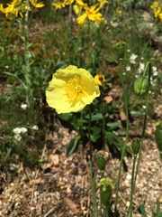 Papaver radicatum alaskanum