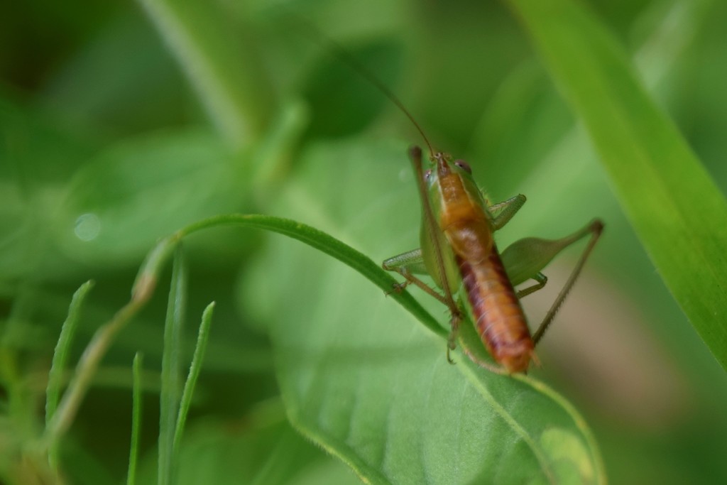 Wingless Meadow Katydid from Florida, US on June 19, 2021 by Tom Palmer ...