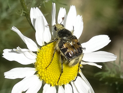 Trichiotinus affinis