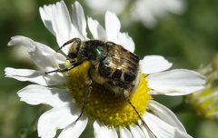 Trichiotinus affinis