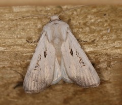 Agrotis ripae