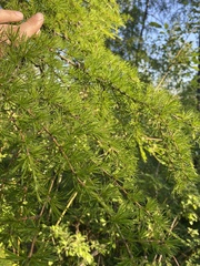 Larix gmelinii