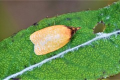 Sparganothis distincta