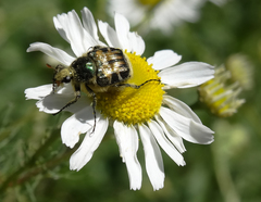 Trichiotinus affinis