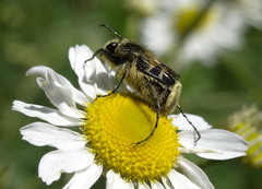 Trichiotinus affinis