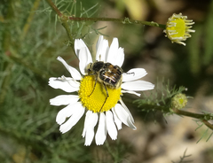 Trichiotinus affinis