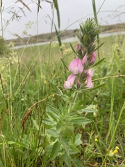 Ononis spinosa hircina