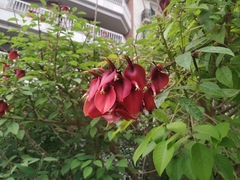 Erythrina crista-galli