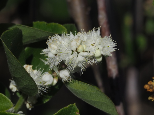 Sapphire-berry (Symplocos paniculata)